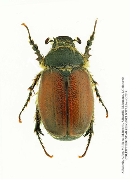 Pachydema hirticollis, maschio 